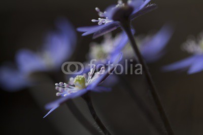 UlrikeAdam, Leberblümchen (Hepatica nobilis) (leberblümchen, blau, weiß, blume, rahe, licht, makro, gärtner, park, bild, foto, floral, inhalation, blütenblätter, weich, bokeh, postkarte, posters, filigran, hübsch, interior design, dekoration, backgrounds, neutrales, frühling, sommer, staud)