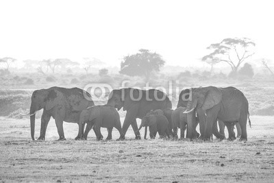 kasto, Herd of elephants walkig in Amboseli National park, Kenya, Africa. Black nad white image. (elefant, afrika, wildlife, safarie, savanne, herde, säugetier, national park, afrikanische elefanten, natur, stamm, tier, park, national, wild, groß, stoßzähne, afrikanisch, gruppe, elfenbein, familie, plain, tansania, afrikanische elefante)