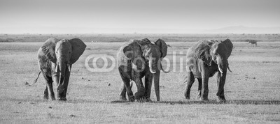 kasto, Herd of elephants walkig in Amboseli National park, Kenya, Africa. Black nad white image. Panorama. (elefant, afrika, wildlife, safarie, savanne, herde, säugetier, national park, afrikanische elefanten, natur, stamm, tier, park, national, wild, groß, stoßzähne, afrikanisch, gruppe, elfenbein, familie, plain, tansania, afrikanische elefante)