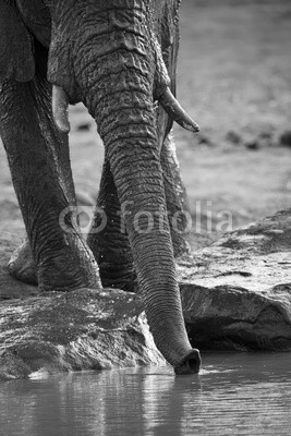 Alta Oosthuizen, Elephant herd playing in muddy water with fun (afrika, aktion, aktiv, süss, afrikanisch, tier, baden, kampf, erziehung, groß, braun, hübsch, verschmutzt, trinken, trinkend, ohr, elefant, liebe, familie, spaß, spiel, gruppe, pflanzenfresser, herde, getaucht, large, säugetier, schlamm, schlammi)