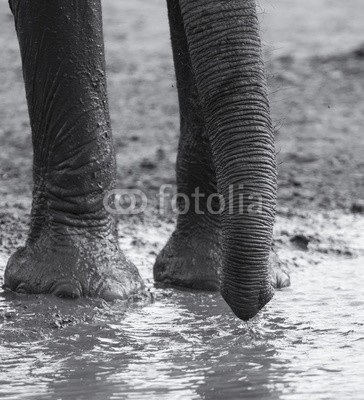 Alta Oosthuizen, Elephant herd playing in muddy water with fun (afrika, aktion, aktiv, süss, afrikanisch, tier, baden, kampf, erziehung, groß, braun, hübsch, verschmutzt, trinken, trinkend, ohr, elefant, liebe, familie, spaß, spiel, gruppe, pflanzenfresser, herde, getaucht, large, säugetier, schlamm, schlammi)