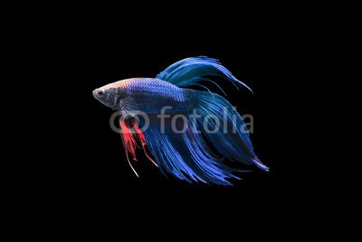 nattapan72, Betta fish isolated on black background (aktion, angriffslustig, tier, aquarium, wasser, kunst, schöner, schönheit, kampffische, biologie, farbe, bunt, häusliche, garniert, elegant, exotisch, auge, fantasie, fight, fighter, flosse, fisch, süßwasser, hobby, abbild, isoliert, luxus, bewegun)