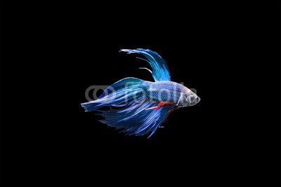 nattapan72, Betta fish isolated on black background (aktion, angriffslustig, tier, aquarium, wasser, kunst, schöner, schönheit, kampffische, biologie, farbe, bunt, häusliche, garniert, elegant, exotisch, auge, fantasie, fight, fighter, flosse, fisch, süßwasser, hobby, abbild, isoliert, luxus, bewegun)