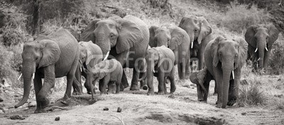 Alta Oosthuizen, Elephant herd calf and mother charge towards water hole (afrika, tier, betrachtungsweise, baby, groß, kalb, fürsorge, gebühr, hübsch, gefahr, antrieb, staub, ohr, mühe, elefant, gesicht, familie, schnell, weiblich, front, spassig, spiel, grau, gruppe, freudig, herde, haste, large, blei, säugetier, mütte)