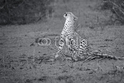 Alta Oosthuizen, Cheetah sit to rest after long hunt to scratch himself (afrika, wachsam, tier, schöner, erziehung, erziehung, fleischfresser, katze, gepard, hübsch, gefahr, gefährlich, gefährdet, schnell, fauna, katzen, schutz, heimat, jagen, hunter, jagd, blick, männlich, säugetier, natürlich, natur, mustern, spiele)