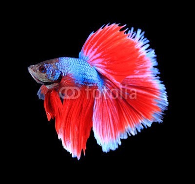 alexzeer, Red and blue siamese fighting fish, betta fish isolated on black (aktion, angriffslustig, tier, aquarium, wasser, backgrounds, schöner, schönheit, kampffische, biologie, blau, atem, farbe, bunt, crown, häusliche, drache, garniert, elegant, excite, exotisch, auge, fantasie, gefecht, flosse, feuer, fisch, flamm)