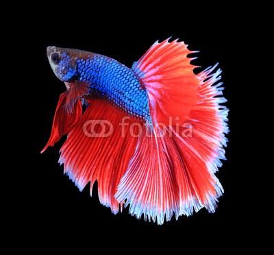 alexzeer, Red and blue siamese fighting fish, betta fish isolated on black (aktion, angriffslustig, tier, aquarium, wasser, backgrounds, schöner, schönheit, kampffische, biologie, blau, atem, farbe, bunt, crown, häusliche, drache, garniert, elegant, excite, exotisch, auge, fantasie, gefecht, flosse, feuer, fisch, flamm)