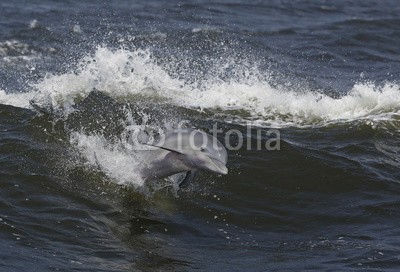 geraldmarella, Bottlenose dolphin riding waves in a Gulf Coast bay. (delphine, flasche, nase, springen, tauchend, surfen, welle, surfen, ozean, meer, golfer, alabama, bellen, schwimmente)