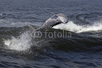 geraldmarella, Bottlenose dolphin riding waves in a Gulf Coast bay. (delphine, flasche, nase, springen, tauchend, surfen, welle, surfen, ozean, meer, golfer, alabama, bellen, schwimmente)