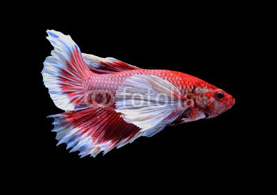 alexzeer, Red and white siamese fighting fish, betta fish isolated on blac (aktion, angriffslustig, tier, aquarium, wasser, backgrounds, schöner, schönheit, kampffische, biologie, blau, atem, farbe, bunt, crown, häusliche, drache, garniert, elegant, excite, exotisch, auge, fantasie, gefecht, flosse, feuer, fisch, flamm)