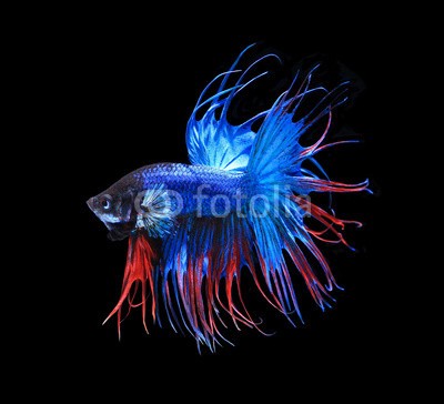 alexzeer, Red and blue siamese fighting fish, betta fish isolated on black (fisch, isoliert, wasser, tropisch, weiß, schwanz, posieren, schwimmenten, gefecht, crown, luxus, aquarium, maßstab, makro, elegant, garniert, halb, biologie, farbe, schließen, bunt, feuer, siamkatze, bewegung, kampffische, schönheit, hobby, schöne)