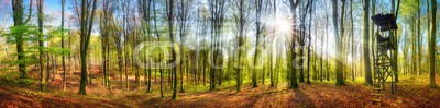 Smileus, Panorama von Wald mit Sonne im Frühling (wald, baum, natur, sonne, landschaft, frühling, jagen, panorama, grün, sonnenstrahl, balken, laub, blatt, baum, sonnenschein, draußen, froh, flora, botanik, naturpark, magie, buche, idyllisch, hell, umwelt, wald, frühling, sunlight, licht, podiu)