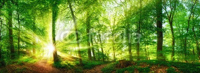 Smileus, Wald Panorama mit durch Blätter leuchtenden Sonnenstrahlen (wald, baum, natur, sonne, landschaft, frühling, sommer, panorama, grün, ray, blatt, baum, sonnenschein, aussen, froh, flora, botanik, sonnenstrahl, naturpark, magie, magie, buche, idyllisch, idylle, umwelt, wald, frühling, sonnenlicht, licht, pflanz)