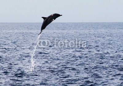 michaelpeak, Common Dolphin Leaps 15 Feet Out of Water (delphine, delphine, ozean, pazifik, natur, wildlife, tier, wild animal)