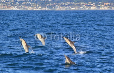 michaelpeak, Four Common Dolphins Jumping Near San Diego (delphine, delphine, ozean, pazifik, natur, wildlife, tier, wild animals, san diego, californi)