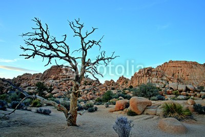 romanslavik.com, Old Tree in the Joshua Tree National Park, USA (joshua, baum, park, national, wüste, california, landschaft, sonnenuntergang, mojave, himmel, natur, uns, amerika, reisen, pflanze, kaktus, natürlich, südwesten, westen, yucca, trocken, american, joshua tree, national park, landschaftlich, wolke)