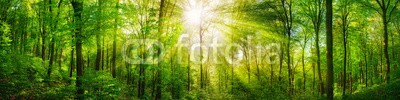 Smileus, Wald Panorama mit grünen Buchen und schönen Sonnenstrahlen (wald, baum, natur, sonne, landschaft, frühling, sommer, panorama, grün, ray, blatt, baum, sonnenschein, aussen, froh, flora, botanik, sonnenstrahl, naturpark, magie, magie, buche, idyllisch, idylle, umwelt, wald, frühling, sonnenlicht, licht, pflanz)