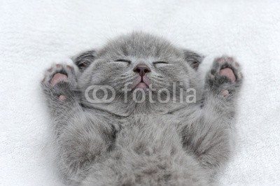 byrdyak, Kitten on white blanket (katze, haustier, tier, kätzchen, hübsch, jung, häusliche, katze, säugetier, katzen, klein, pelz, süss, schöner, baby, portrait, hintergrund, schlafen, little, süss, schauend, hübsch, schottisch, grau, grau, falten, decke, leder, weiß, flaumi)