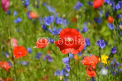 S.H.exclusiv, Grußkarte - Blumenwiese - Wildblumen - Sommerwiese (blume, wiese, sommer, sommerblume, mohn, mohn, frühling, urlaub, time out, erholung, entspannung, wellness, geburtstag, fröhlichkeit, freudig, copy space, muttertag, hochzeit, glück wünschen, alles gute, danken, glückwunschkarte, glückwunschkart)