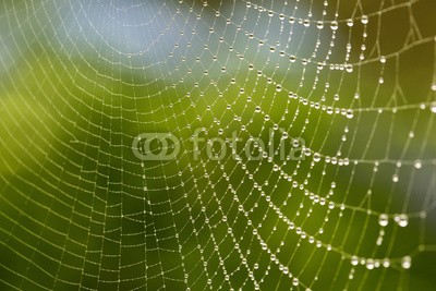 Nailia Schwarz, Spinnennetz am Morgen mit frischen Tautropfen (das spinnennetz, tau, tautropfen, morgens, wasser, nass, frisch, erfrischend, makr)