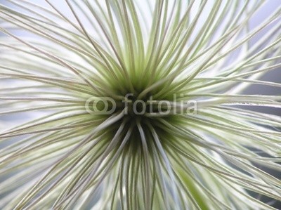 Anette Linnea Rasmus, seed from clematis (waldreben, pappus, samen, abstrakt, blühen, blühen, verschwommen, botanisch, close-up, creepy, details, verträumt, flora, floral, grafik, haarig, licht, makro, natürlich, natur, draußen, radiant, weich, frühling, sommer, durchsichti)