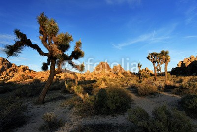 romanslavik.com, Joshua Tree National Park at Sunset, USA (joshua, baum, park, national, wüste, california, landschaft, sonnenuntergang, mojave, himmel, natur, uns, amerika, reisen, pflanze, kaktus, natürlich, südwesten, westen, yucca, trocken, american, joshua tree, national park, landschaftlich, wolke)