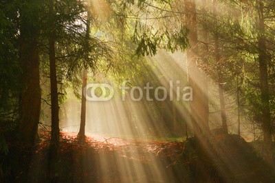 denis_333, Sunbeams in deep wood (sonnenstrahl, wald, baum, balken, hinterland, landschaft, frühling, -tannen, nebel, sonnenlich)