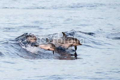 Andrea Izzotti, Dolphin while jumping in the deep blue sea at sunset (tier, wasser, blau, delphine, horizontale, life, säugetier, natur, nase, ozean, friedlich, rot, meer, platsch, sommer, sonnenlicht, schwimmenten, tropisch, unterwasser, wasser, wild, wildlife, delphine, springen, pods, herde, gestreift, marin, hintergrun)