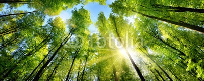 Smileus, Zauberhafter Sonnenschein auf grünen Baumkronen im Wald (wald, baum, natur, sonne, landschaft, frühling, sommer, panorama, grün, ray, blatt, baum, sonnenschein, aussen, froh, flora, botanik, sonnenstrahl, naturpark, buche, idyllisch, idylle, umwelt, wald, frühling, himmel, sonnenlicht, licht, pflanz)