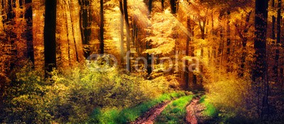 Smileus, Schöner Wald im Herbst, Lichtstrahlen fallen auf einen Waldweg (landschaft, herbst, wald, natur, straßen, panorama, sonnenstrahl, ray, baum, spaziergang, licht, leuchten, sonnenlicht, trampelpfad, idylle, idyllisch, blatt, picturesque, sonnenschein, herbst, herbstlaub, herbstlaub, gold, gelb, grün, buch, hel)