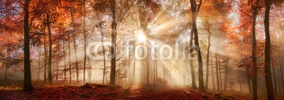 Smileus, Besondere Lichtstimmung in einem nebligen Wald im Herbst, Panorama Format (herbst, natur, landschaft, panorama, wald, baum, nebel, sonnenstrahl, idylle, naturpark, diesig, gold, gelb, sonne, ray, aussen, picturesque, szenerie, blatt, jahreszeit, herbst, hintergrund, baum, park, warm, licht, nebelig, herbstlaub, rot, leuchte)