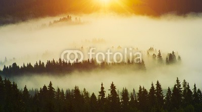 denis_333, Forest (wald, woodland, landschaft, nebel, baum, geheimnisvoll, sonnenlicht, landen, dunkel, shady, anblic)