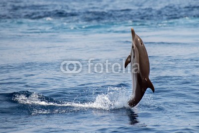 Andrea Izzotti, Dolphin while jumping in the deep blue sea (tier, wasser, blau, delphine, horizontale, life, säugetier, natur, nase, ozean, friedlich, rot, meer, platsch, sommer, sonnenlicht, schwimmenten, tropisch, unterwasser, wasser, wild, wildlife, delphine, springen, pods, herde, gestreift, marin, hintergrun)