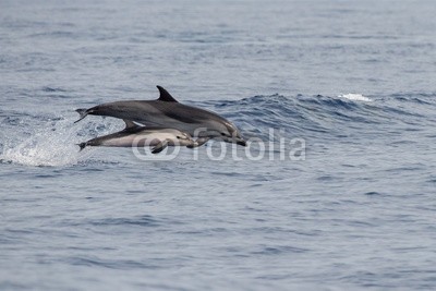 Andrea Izzotti, Dolphin while jumping in the deep blue sea (tier, wasser, blau, delphine, horizontale, life, säugetier, natur, nase, ozean, friedlich, rot, meer, platsch, sommer, sonnenlicht, schwimmenten, tropisch, unterwasser, wasser, wild, wildlife, delphine, springen, pods, herde, gestreift, marin, hintergrun)