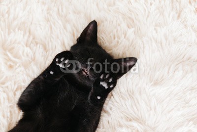 Alena Ozerova, Kitten sleeping on carpet (katze, schlafen, kätzchen, tier, haustier, hübsch, entspannen, entspannung, bequeme, komfort, rasten, warm, süss, pfoten, schwarz, portrait, weiß, decke, close-up, weich, up, kind, kurze haare, oberteile, klein, haare, liebenswert, baby, katze, posiere)