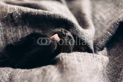 Alena Ozerova, Kitten on blanket (katze, kätzchen, tier, haustier, hübsch, entspannen, entspannung, bequeme, komfort, rasten, warm, süss, schwarz, portrait, decke, close-up, weich, up, kind, kurze haare, oberteile, klein, haare, liebenswert, baby, katze, posieren, katze, pelz, katzen,)