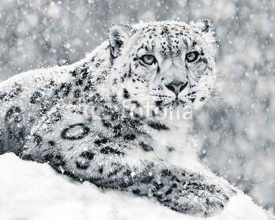 Abeselom Zerit, Snow Leopard In Snow Storm III (schneeleopard, tier, raubkatze, katze, fauna, katzen, säugetier, natur, schnee, verschnei)