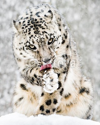 Abeselom Zerit, Snow Leopard in Snow Storm IV (schneeleopard, tier, raubkatze, katze, fauna, katzen, lecken, licken, säugetier, natur, schnee, verschnei)