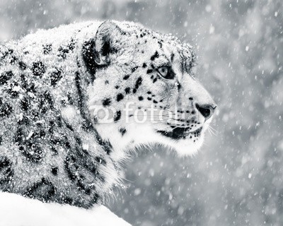 Abeselom Zerit, Snow Leopard in Snow Storm V (schneeleopard, raubkatze, tier, katze, fauna, katzen, säugetier, natur, schnee, verschnei)