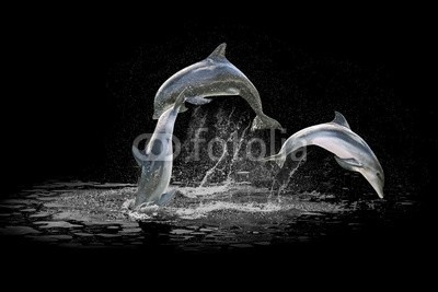 bennymarty, Three dolphins jumping in the water playing with each other. Isolated on black background with water in the background. (delphine, drei, wasser, schwarz, hintergrund, isoliert, marin, säugetier, spielerisch, wildlife, ozean, schwimmenten, wasser, life, hübsch, freundlich, wild, tier, flosse, haustier, spaß, lebewesen, geniessen, sprung, nass, spielen, körper, unterwasse)