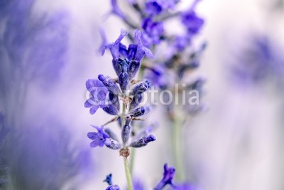 Nailia Schwarz, Beautiful Lavender blooming in early summer (lavendel, gärten, bauernhof, sommer, blühen, blühen, kraut, pflanze, provence, hummel, biene, honigbiene, honig, duftet, parfümiert, aromatisch, frisch, kräuter, natur, beruhigt, veilchen, lila, flieder, blume, weic)