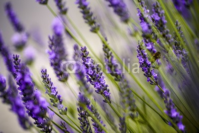 Nailia Schwarz, Beautiful Lavender blooming in early summer (lavendel, gärten, bauernhof, sommer, blühen, blühen, kraut, pflanze, provence, hummel, biene, honigbiene, honig, duftet, parfümiert, aromatisch, frisch, kräuter, natur, beruhigt, veilchen, lila, flieder, blume, weic)