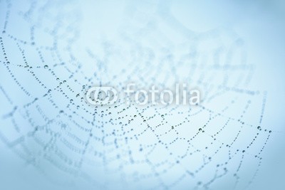 Nailia Schwarz, Dew Drops in Spider Web (das spinnennetz, tautropfen, tau, fallen lassen, wasser, wassertropfen, tautropfen, das spinnennetz, web, morgens, schließen, close-u)