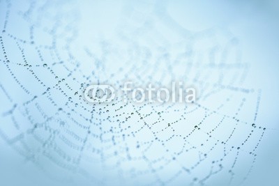 Nailia Schwarz, Dew Drops in Spider Web (das spinnennetz, tautropfen, tau, fallen lassen, wasser, wassertropfen, tautropfen, das spinnennetz, web, morgens, schließen, close-u)