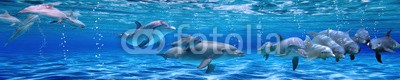 Ganna Chabanenko, Panorama of Underwater life. Dolphins (delphine, unterwasser, banner, panorama, ozean, wasser, meeresflora und -faun)