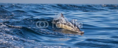 gudkovandrey, Dolphins jump out at high speed out of the water. South Africa. False Bay. (delphine, meer, ozean, afrika, südafrika, säugetier, meeressäuger, springen, raced, wasser, gischt, tier, wild animals, verhalten, zoologie, tierschutz, meerestier, faun)