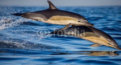 gudkovandrey, Dolphins jump out at high speed out of the water. South Africa. False Bay. (delphine, meer, ozean, afrika, südafrika, säugetier, meeressäuger, springen, raced, wasser, gischt, tier, wild animals, verhalten, zoologie, tierschutz, meerestier, faun)