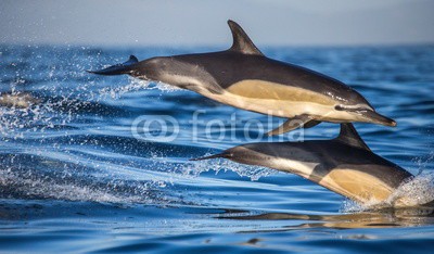 gudkovandrey, Dolphins jump out at high speed out of the water. South Africa. False Bay. (delphine, meer, ozean, afrika, südafrika, säugetier, meeressäuger, springen, raced, wasser, gischt, tier, wild animals, verhalten, zoologie, tierschutz, meerestier, faun)