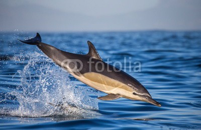 gudkovandrey, Dolphins jump out at high speed out of the water. South Africa. False Bay. (delphine, meer, ozean, afrika, südafrika, säugetier, meeressäuger, springen, raced, wasser, gischt, tier, wild animals, verhalten, zoologie, tierschutz, meerestier, faun)