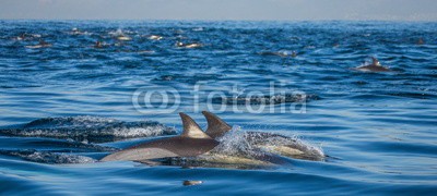 gudkovandrey, Dolphins jump out at high speed out of the water. South Africa. False Bay. (delphine, meer, ozean, afrika, südafrika, säugetier, meeressäuger, springen, raced, wasser, gischt, tier, wild animals, verhalten, zoologie, tierschutz, meerestier, faun)